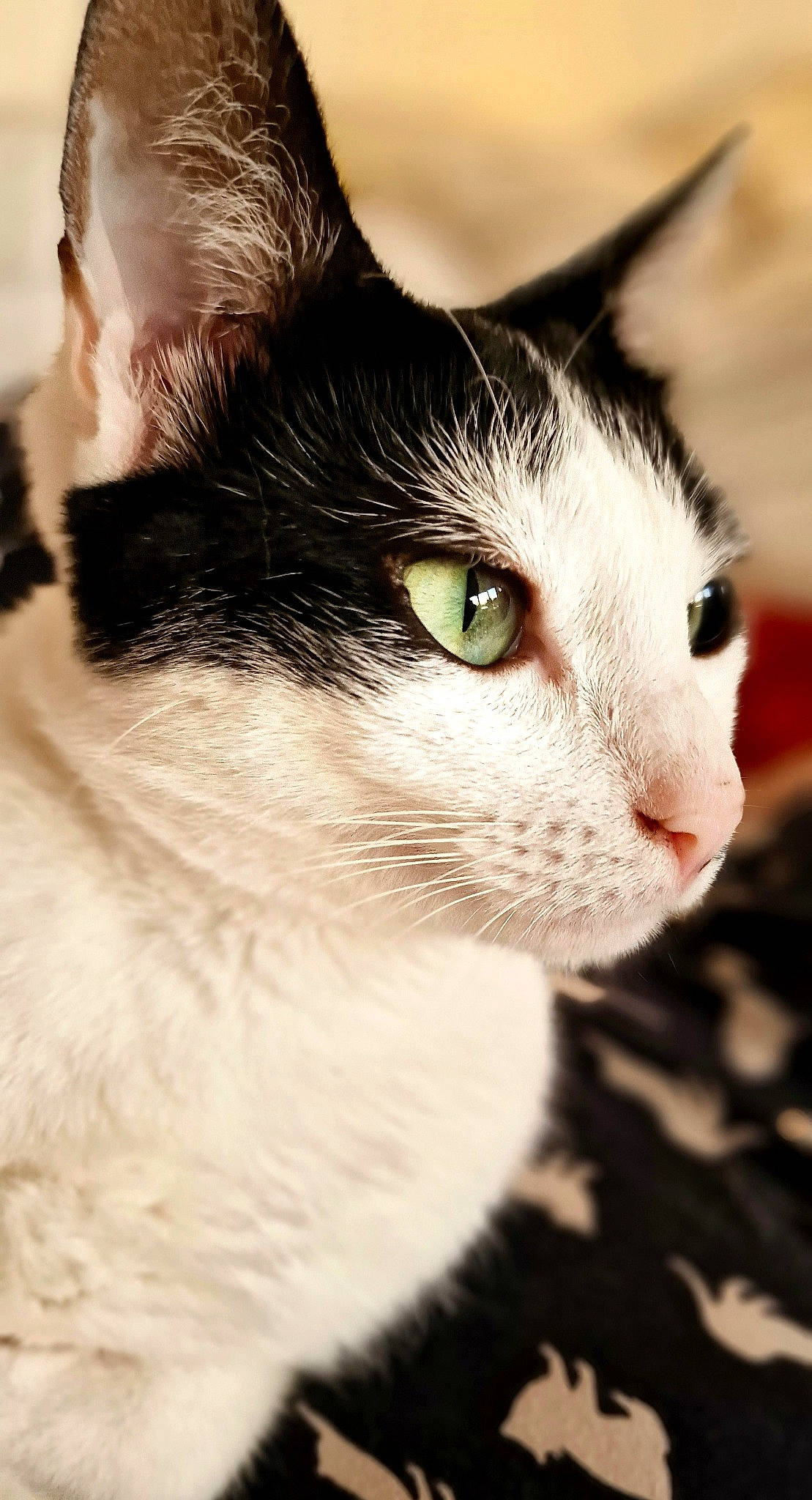 Cookie a rejoint le concours — aidez-le/la à gagner de superbes lots ! carnivore, cat, domestic_short_haired_cat, eye, felidae, fur, grass, monochrome_photography, small_to_medium_sized_cats, snout, tail, tree, whiskers, window