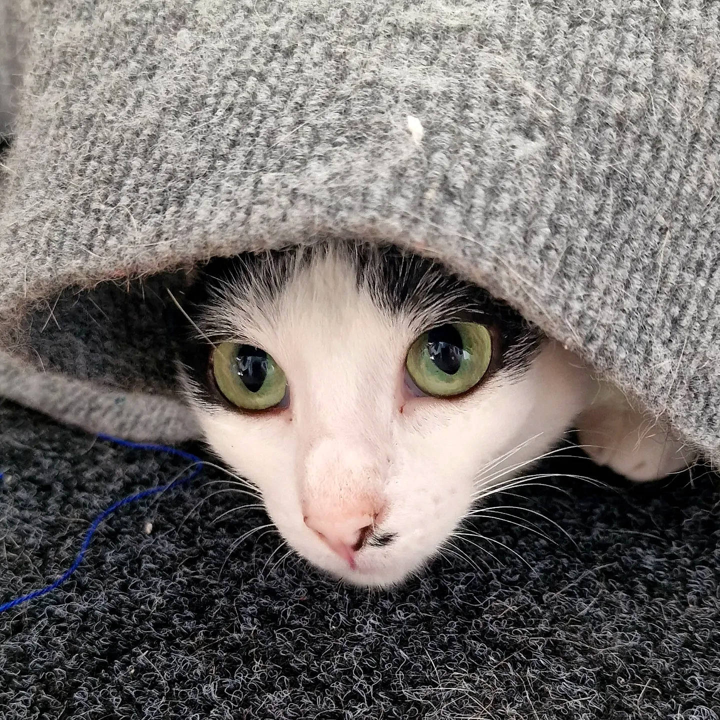 Cookie participe au concours pour gagner de l'argent avec cette photo : art, cap, carnivore, cat, domestic_short_haired_cat, eye, fashion_accessory, felidae, fur, grass, iris, pattern, paw, small_to_medium_sized_cats, snout, vertebrate, whiskers, wildlife