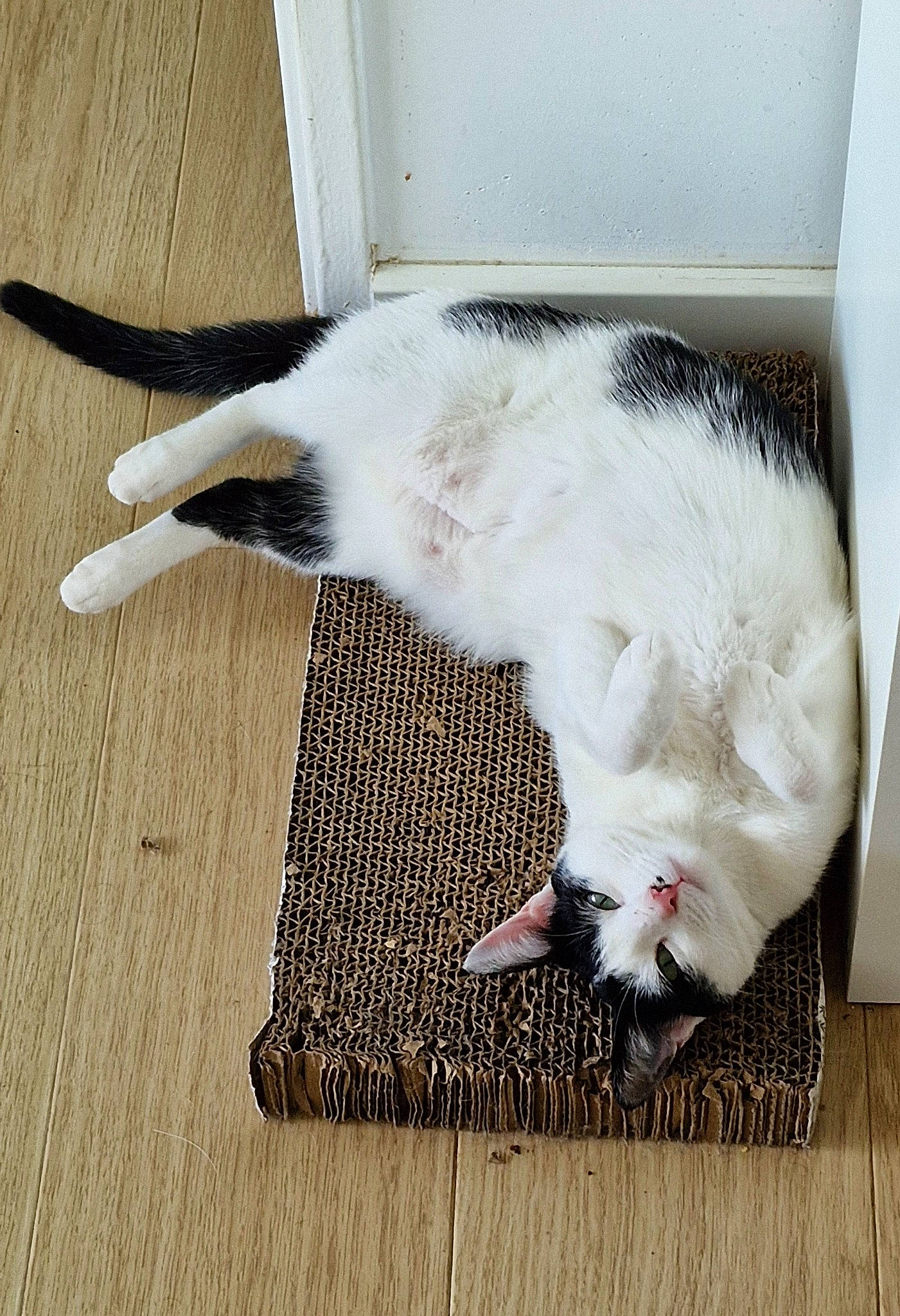 Cookie participe au concours pour gagner de l'argent avec cette photo : animal_shelter, carnivore, cat, claw, comfort, domestic_short_haired_cat, felidae, floor, flooring, fur, hardwood, linens, mat, paw, rectangle, small_to_medium_sized_cats, tail, whiskers, wood, wood_flooring