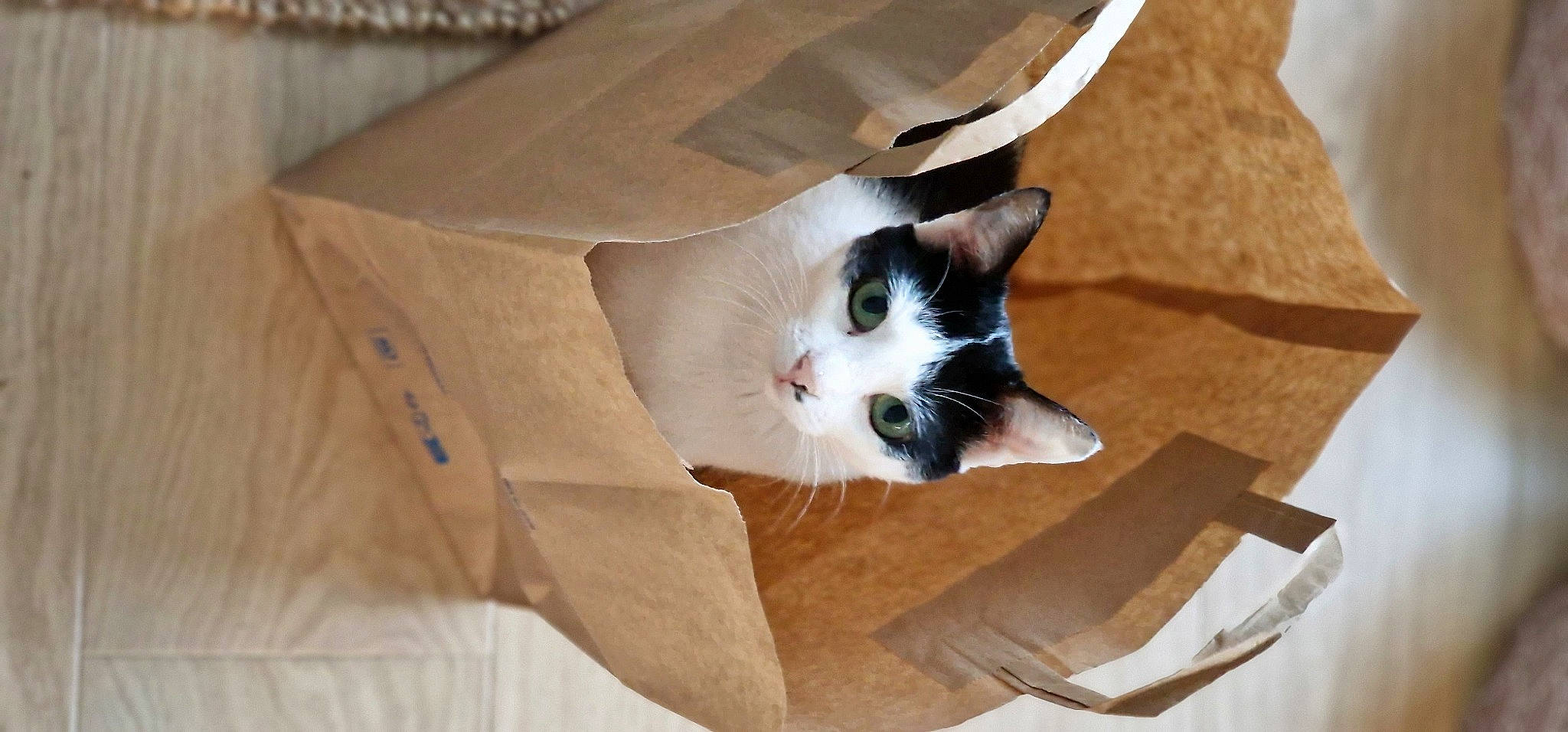 Cookie a rejoint le concours — aidez-le/la à gagner de superbes lots ! beige, box, cardboard, carnivore, carton, cat, domestic_short_haired_cat, felidae, fur, hardwood, packaging_and_labeling, packing_materials, paper_product, plywood, shipping_box, small_to_medium_sized_cats, tail, whiskers, wood