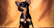 Onyx participe au concours pour gagner de l'argent avec cette photo : alert, animal, black_and_tan, close_up, cozy, cute, dog, ears_up, fur, furry, indoor, looking_away, pet, portrait, puppy, sitting, small_dog, soft_background, texture, warm_lighting