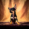 Onyx participe au concours pour gagner de l'argent avec cette photo : dog, puppy, small_dog, black_and_tan, alert, ears_up, portrait, indoor, soft_background, warm_lighting, furry, pet, cute, animal, sitting, looking_away, close_up, texture, cozy, fur