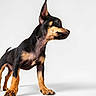 Onyx a rejoint le concours — aidez-le/la à gagner de superbes lots ! dog, puppy, black, tan, alert, standing, ears, fur, pet, animal, studio, white_background, canine, young, side_view, domestic, four_legs, cute, small, portrait