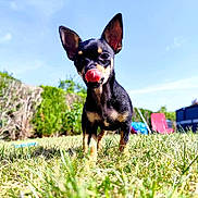Onyx participe au concours pour gagner de l'argent avec cette photo : animal, blue_sky, canine, cute, daylight, dog, ears, grass, greenery, licking_nose, nature, outdoor, pet, playful, small_dog, snout, standing, summer, sunny, yard