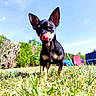 dog, small_dog, grass, outdoor, sunny, blue_sky, greenery, licking_nose, playful, pet, animal, canine, ears, snout, yard, nature, summer, daylight, cute, standing
