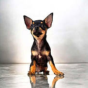 Onyx participe au concours pour gagner de l'argent avec cette photo : dog, puppy, small_dog, black_and_tan, ears, reflection, floor, indoor, pet, animal, cute, sitting, looking_up, short_hair, canine, adorable, studio, white_background, alert, young