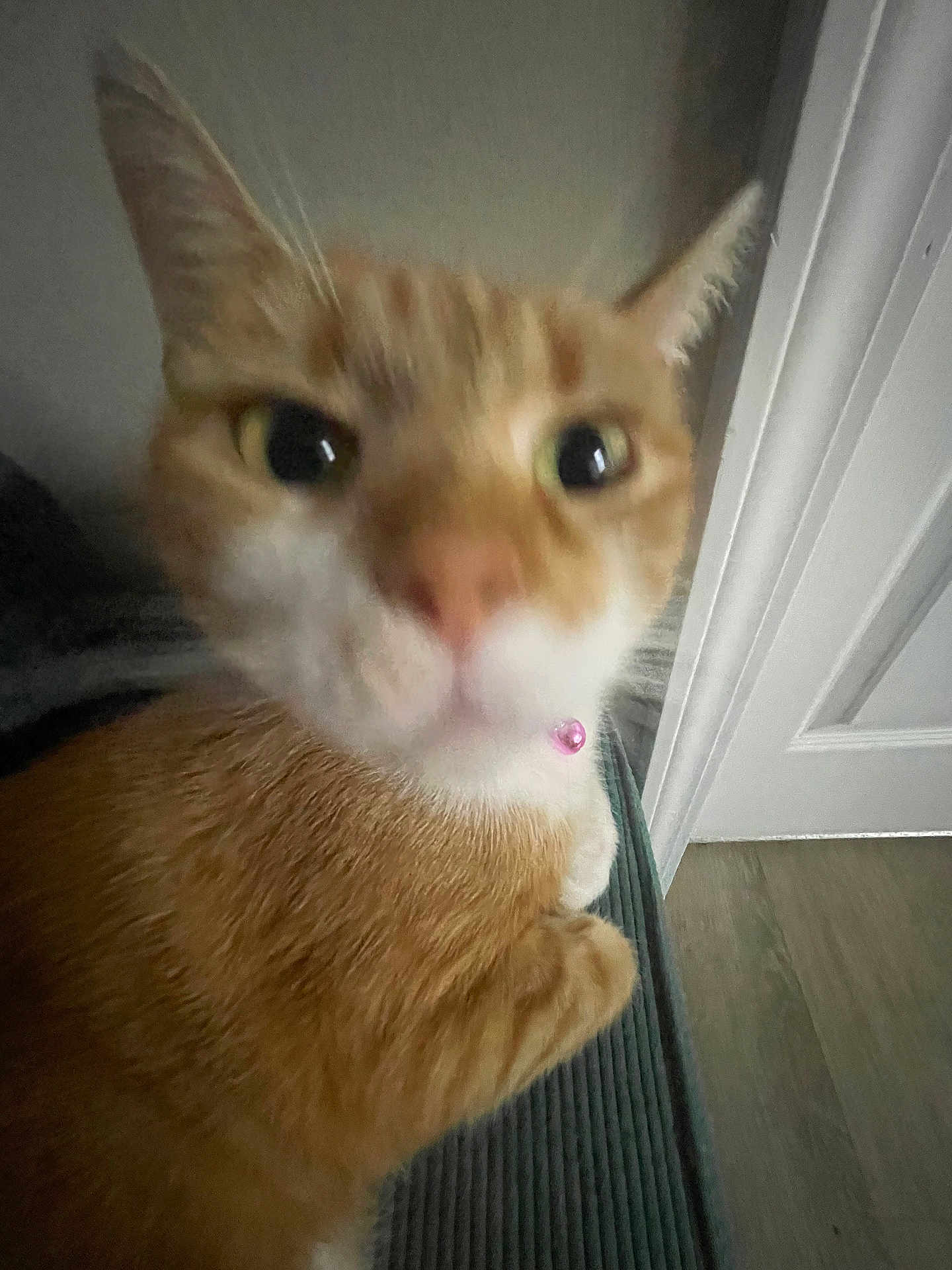 Snickerdoodle