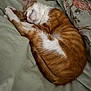 Snickerdoodle is registered to the contest to win money with this photo: cat, sleeping, orange_cat, white_fur, curled_up, blanket, bedding, floral_pattern, cozy, pet, domestic_cat, fur, indoor, resting, cute, animal, whiskers, paw, relaxation, nap
