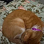 Snickerdoodle is registered to the contest to win money with this photo: cat, sleeping, orange_cat, white_fur, purple_collar, curled_up, bed, blanket, floral_pattern, indoor, pet, feline, cozy, resting, animal, fur, cute, domestic_cat, relaxing, soft