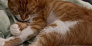 Snickerdoodle is registered to the contest to win money with this photo: cat, sleeping, orange_tabby, white_paws, bed, blanket, pillow, indoor, cozy, resting, fur, pet, domestic_animal, cute, animal, relaxing, soft, closeup, whiskers, peaceful