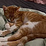 cat, sleeping, orange_tabby, white_paws, bed, blanket, pillow, indoor, cozy, resting, fur, pet, domestic_animal, cute, animal, relaxing, soft, closeup, whiskers, peaceful