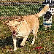 Snowball is registered to the contest to win money with this photo: autumn_leaves, canine, chainlink_fence, closeup, daylight, dog, domestic_animal, ears, fire_hydrant, grass, happy, lawn, outdoor, pet, playful, smiling, sunlit, tail, tongue_out, walking