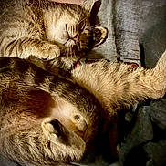 Ash is registered to the contest to win money with this photo: cat, tabby_cat, sleeping, fur, cozy, pet, animal, resting, domestic_cat, two_animals, whiskers, paw, cute, companion, feline, relaxed, soft_texture, indoor, close_up, friendship