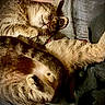 cat, tabby_cat, sleeping, fur, cozy, pet, animal, resting, domestic_cat, two_animals, whiskers, paw, cute, companion, feline, relaxed, soft_texture, indoor, close_up, friendship
