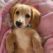 Oliver is registered to the contest to win money with this photo: belly, blanket, brown_fur, collar, cozy, cute, dog, eye_contact, eyes, fur, indoor, lying_on_back, nose, paws, pink_blanket, portrait, puppy, soft_texture, tile_floor, window