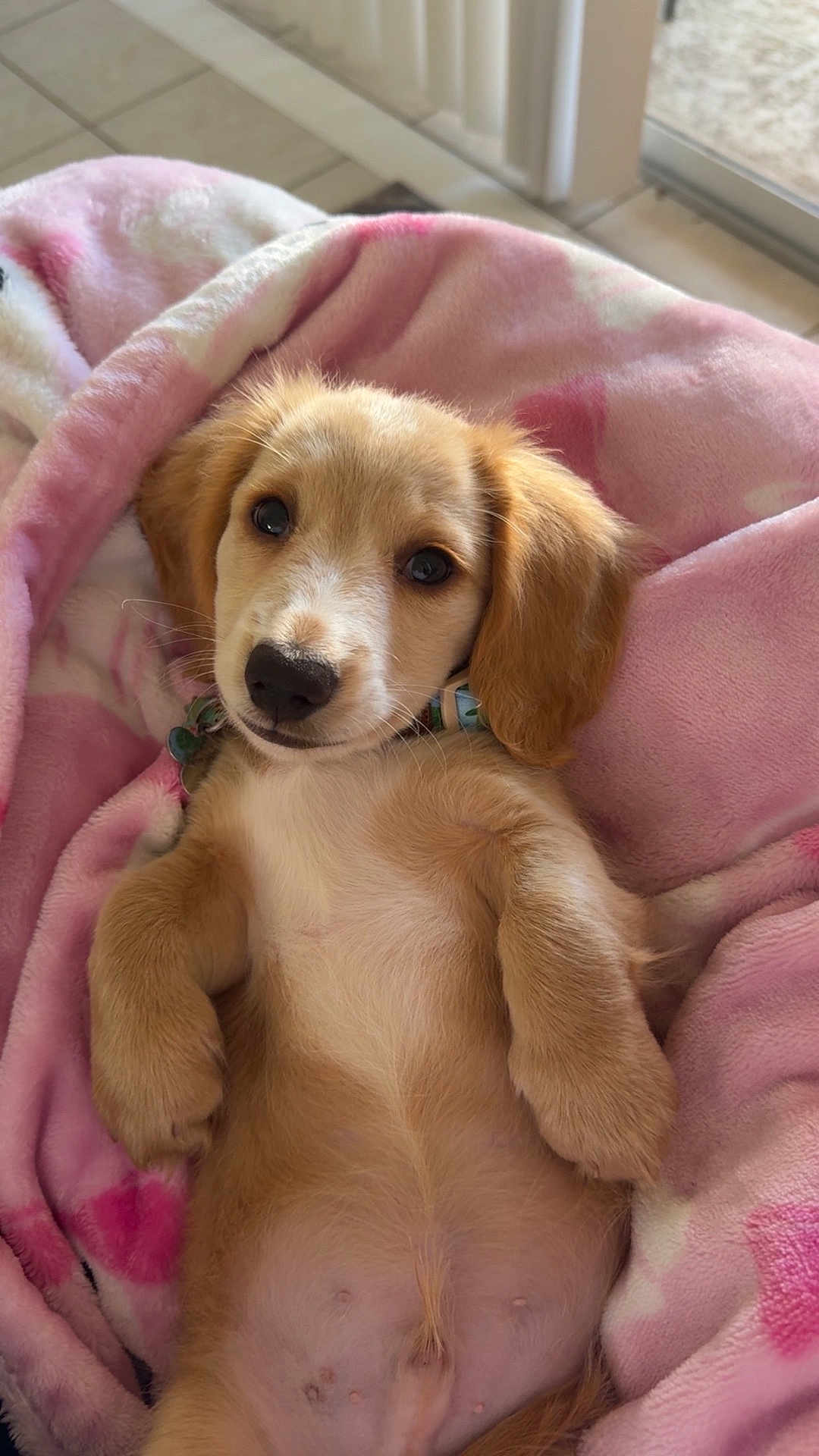 Oliver is registered to the contest to win money with this photo: belly, blanket, brown_fur, collar, cozy, cute, dog, eye_contact, eyes, fur, indoor, lying_on_back, nose, paws, pink_blanket, portrait, puppy, soft_texture, tile_floor, window