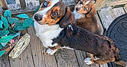 Hercules And Nina joined the competition — help win amazing prizes! dog, dogs, puppy, adult_dog, pet, animal, canine, brown_and_white, tricolor, floppy_ears, blue_eye, head_tilt, sitting, outdoor, wooden_deck, deck_railing, potted_plant, portrait, close_up, cute