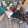 dog, dogs, puppy, adult_dog, pet, animal, canine, brown_and_white, tricolor, floppy_ears, blue_eye, head_tilt, sitting, outdoor, wooden_deck, deck_railing, potted_plant, portrait, close_up, cute