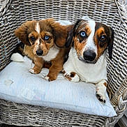 Hercules And Nina is registered to the contest to win money with this photo: dogs, puppy, hound, canine, pets, animal_portrait, wicker_chair, cushion, striped_pillow, brown_fur, white_fur, black_fur, floppy_ears, blue_eyes, mismatched_eyes, sitting, cuddling, indoors, cozy, photography