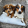dogs, puppy, hound, canine, pets, animal_portrait, wicker_chair, cushion, striped_pillow, brown_fur, white_fur, black_fur, floppy_ears, blue_eyes, mismatched_eyes, sitting, cuddling, indoors, cozy, photography