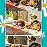 Hercules And Nina joined the competition — help win amazing prizes! dogs, puppies, pet, animal, canine, three_dogs, sunlight, outdoor, indoor, scrapbook, collage, daisy_border, turquoise_background, rope_toy, lying_down, sitting, portrait, fur, brown_and_white, home_decor