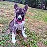 Sky joined the competition — help win amazing prizes! animal, canine, collar, cute, dog, ears, grass, greenery, happy, heterochromia, nature, outdoor, pet, playful, puppy, sitting, summer, tongue, yard, young_dog