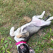 Sky joined the competition — help win amazing prizes! animal, canine, collar, cute, dog, ears, fur, grass, greenery, happy, lying_down, nature, outdoor, pet, playful, smile, summer, tongue, tongue_out, two_tone_eyes
