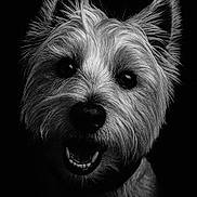 Kash joined the competition — help win amazing prizes! animal, black_and_white, canine, close_up, cute, dark_background, dog, ears, expression, friendly, fur, happy, head, muzzle, pet, portrait, smiling, studio, teeth, whiskers