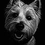 animal, black_and_white, canine, close_up, cute, dark_background, dog, ears, expression, friendly, fur, happy, head, muzzle, pet, portrait, smiling, studio, teeth, whiskers