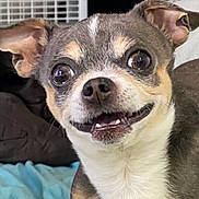 Dexter joined the competition — help win amazing prizes! dog, pet, close_up, smiling, cute, animal, face, fur, ears, teeth, tongue, indoor, bed, blanket, expression, happy, friendly, companion, small_dog, chihuahua