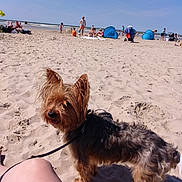 Boulette a rejoint le concours — aidez-le/la à gagner de superbes lots ! australian_silky_terrier, australian_terrier, beach, cairn_terrier, canidae, carnivore, dog, dog_breed, morkie, mountain, ocean, sand, sea, sky, small_terrier, summer, terrier, toy_dog, vacation, yorkshire_terrier