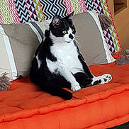Bouchon participe au concours pour gagner de l'argent avec cette photo : animal, black_and_white, cat, colorful_pillow, cozy, cute, domestic, feline, furniture, home, indoor, looking_away, orange_cushion, pattern, paw, pet, relaxed, resting, sitting, whiskers