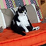 animal, black_and_white, cat, colorful_pillow, cozy, cute, domestic, feline, furniture, home, indoor, looking_away, orange_cushion, pattern, paw, pet, relaxed, resting, sitting, whiskers
