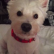 Ruby is registered to the contest to win money with this photo: dog, white_dog, pet, indoor, bed, collar, animal, cute, small_dog, fur, ears, face, looking, sitting, domestic, companion, canine, close_up, household, curious