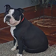 Little J is registered to the contest to win money with this photo: animal, black_and_white, calm, canine, corner, dog, domestic, flooring, fur, home, houseplant, indoor, pet, plant, quiet, red_collar, rug, side_view, sitting, wooden_floor