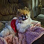 animal, blanket, chair, cozy, cute, dog, dress, fluffy, fur, happy, home, indoor, living_room, pet, pomeranian, recliner, resting, small_dog, smiling, texture