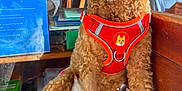 Barney is registered to the contest to win money with this photo: dog, poodle, curly_hair, red_harness, sitting, wooden_bench, indoor, tongue_out, happy, pet, canine, fur, animal, diaper, smiling, domestic_animal, close_up, leash, background_people, glass_barrier
