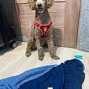 Barney is registered to the contest to win money with this photo: dog, curly_fur, red_harness, wooden_floor, wooden_door, denim_pants, clothing, blue_clothespins, torn_paper, indoor, pet, sitting, happy, tongue_out, furniture, household, canine, floor, door, playful