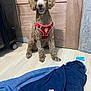 dog, curly_fur, red_harness, wooden_floor, wooden_door, denim_pants, clothing, blue_clothespins, torn_paper, indoor, pet, sitting, happy, tongue_out, furniture, household, canine, floor, door, playful
