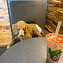 dog, curly_fur, diaper, chair, table, bubble_tea, drink, wooden_wall, blue_wall, indoor, pet, relaxed, modern, lounge, beverage, plastic_cup, straw, bubble_milk_tea, cozy, cafe