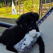 Biscuit joined the competition — help win amazing prizes! puppy, dog, black_dog, stuffed_animal, hammock, outdoor, garden, fence, grass, sunlight, cute, pet, animal, relaxing, daytime, nature, toy, playful, young_dog, fluffy