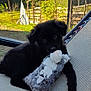 puppy, dog, black_dog, stuffed_animal, hammock, outdoor, garden, fence, grass, sunlight, cute, pet, animal, relaxing, daytime, nature, toy, playful, young_dog, fluffy