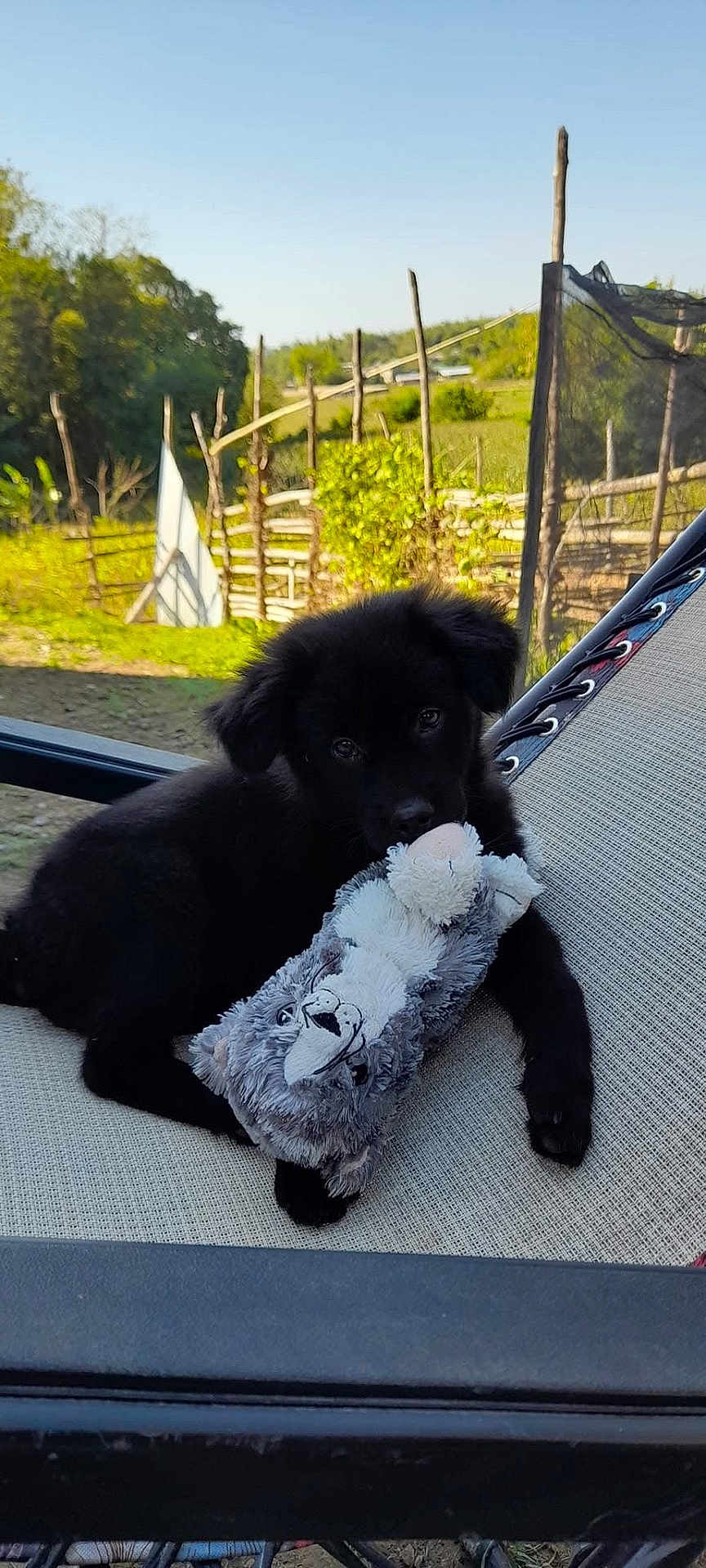 Biscuit