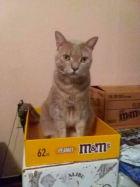 Latte joined the competition — help win amazing prizes! box, cardboard, carnivore, carton, cat, cat_supply, domestic_short_haired_cat, felidae, packaging_and_labeling, packing_materials, pet_supply, photo_caption, publication, puzzle, russian_blue, shipping_box, small_to_medium_sized_cats, tail, terrestrial_animal, whiskers