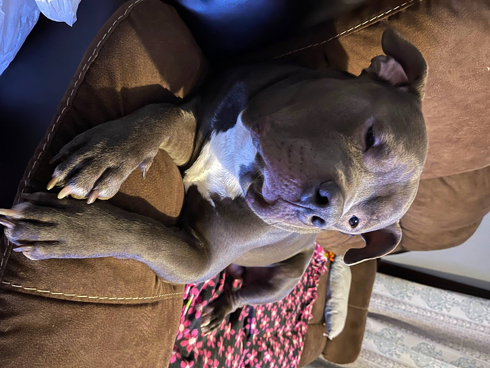 Brutus joined the competition — help win amazing prizes! carnivore, comfort, dog_breed, electric_blue, fawn, felidae, fur, small_to_medium_sized_cats, snout, tail, terrestrial_animal, whiskers, wing, working_animal