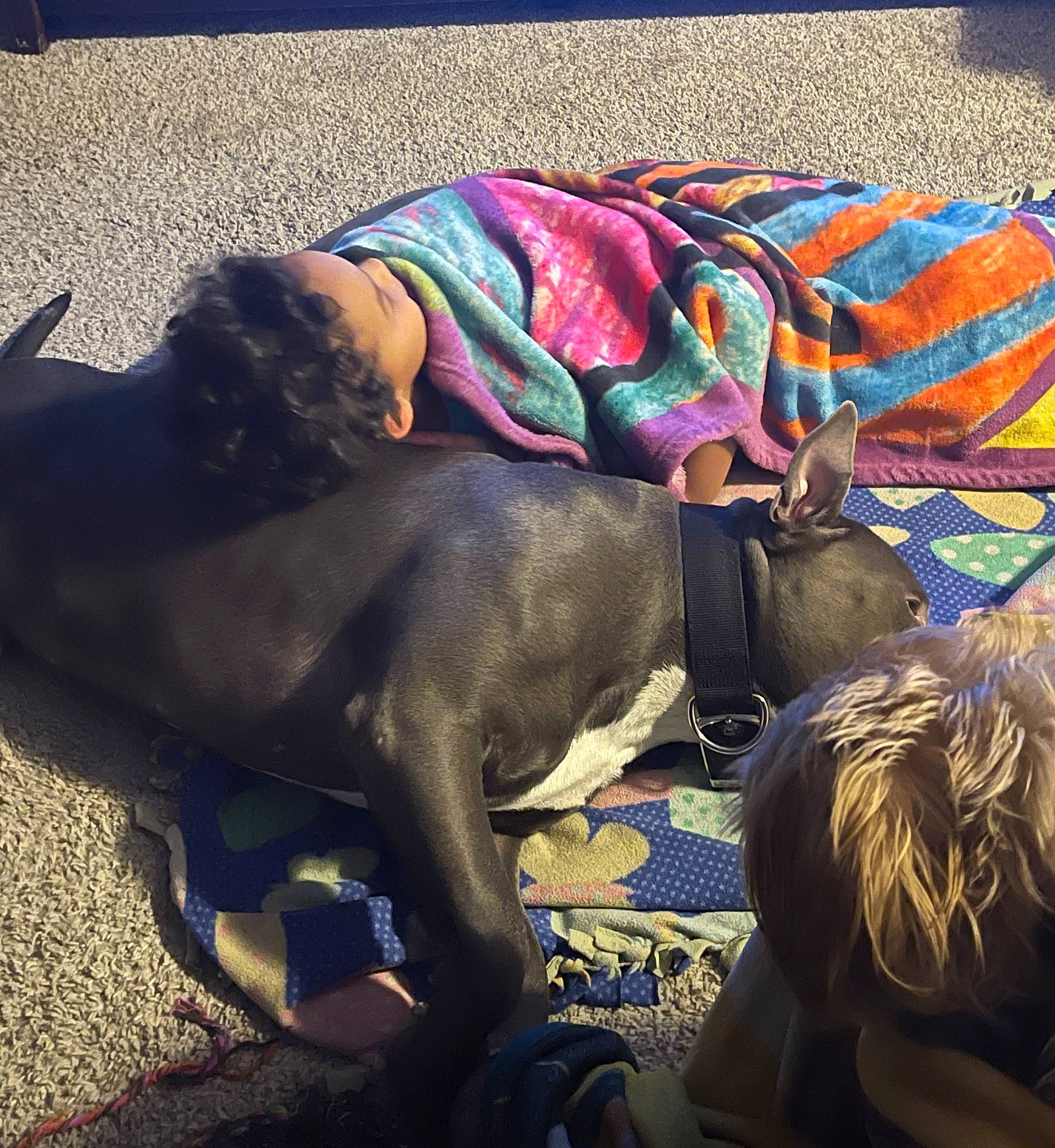 Brutus is registered to the contest to win money with this photo: canidae, carnivore, comfort, companion_dog, dog, dog_breed, dog_collar, fashion_accessory, fawn, fun, grass, guard_dog, leash, shadow, sitting, sporting_group, street, visual_arts, working_animal, working_dog