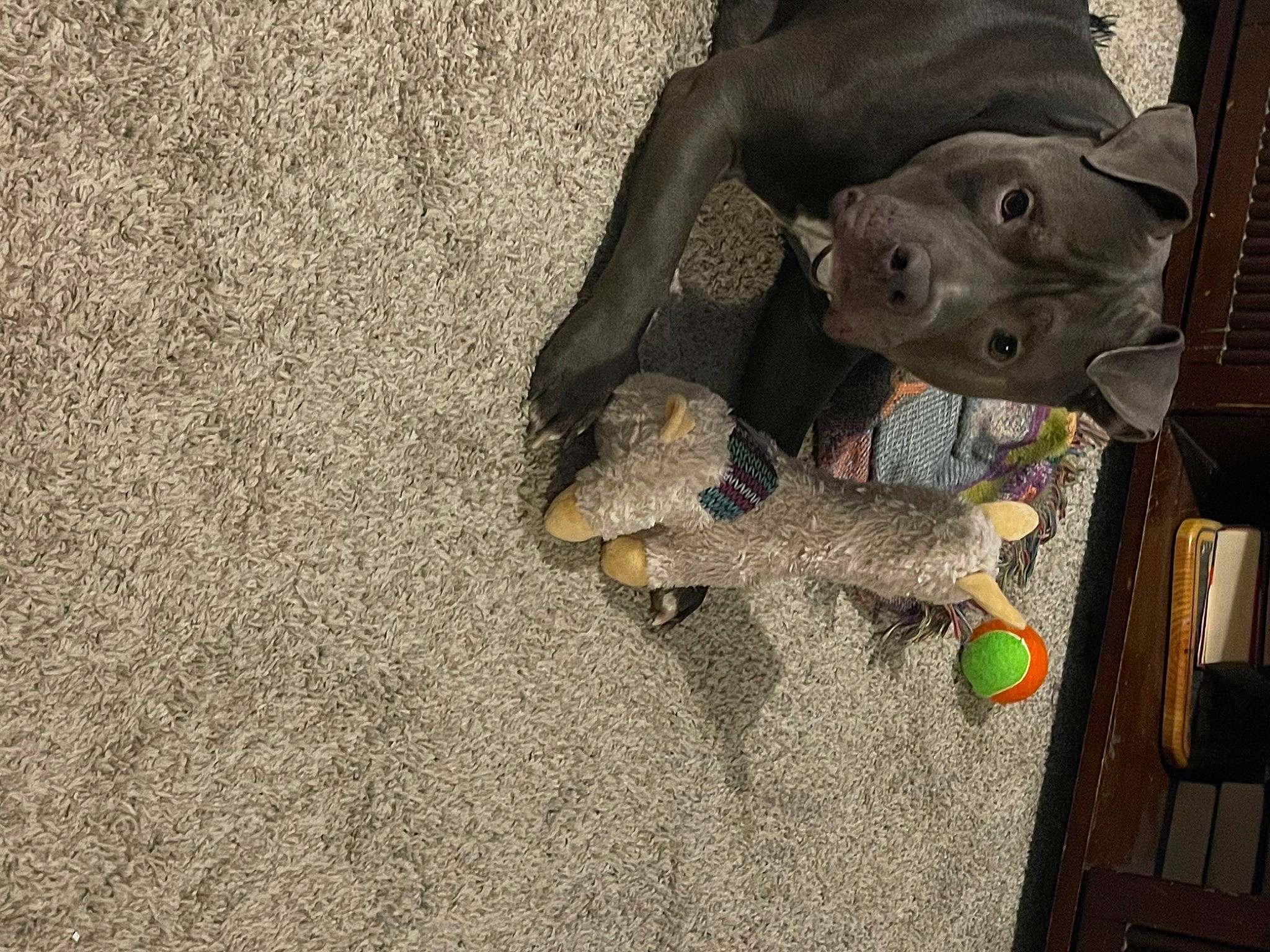Brutus is registered to the contest to win money with this photo: adventure, asphalt, canidae, carnivore, dog, dog_breed, fawn, flooring, fur, grey, personal_protective_equipment, road_surface, snout, soil, sporting_group, stuffed_toy, toy, tree, wood, working_animal