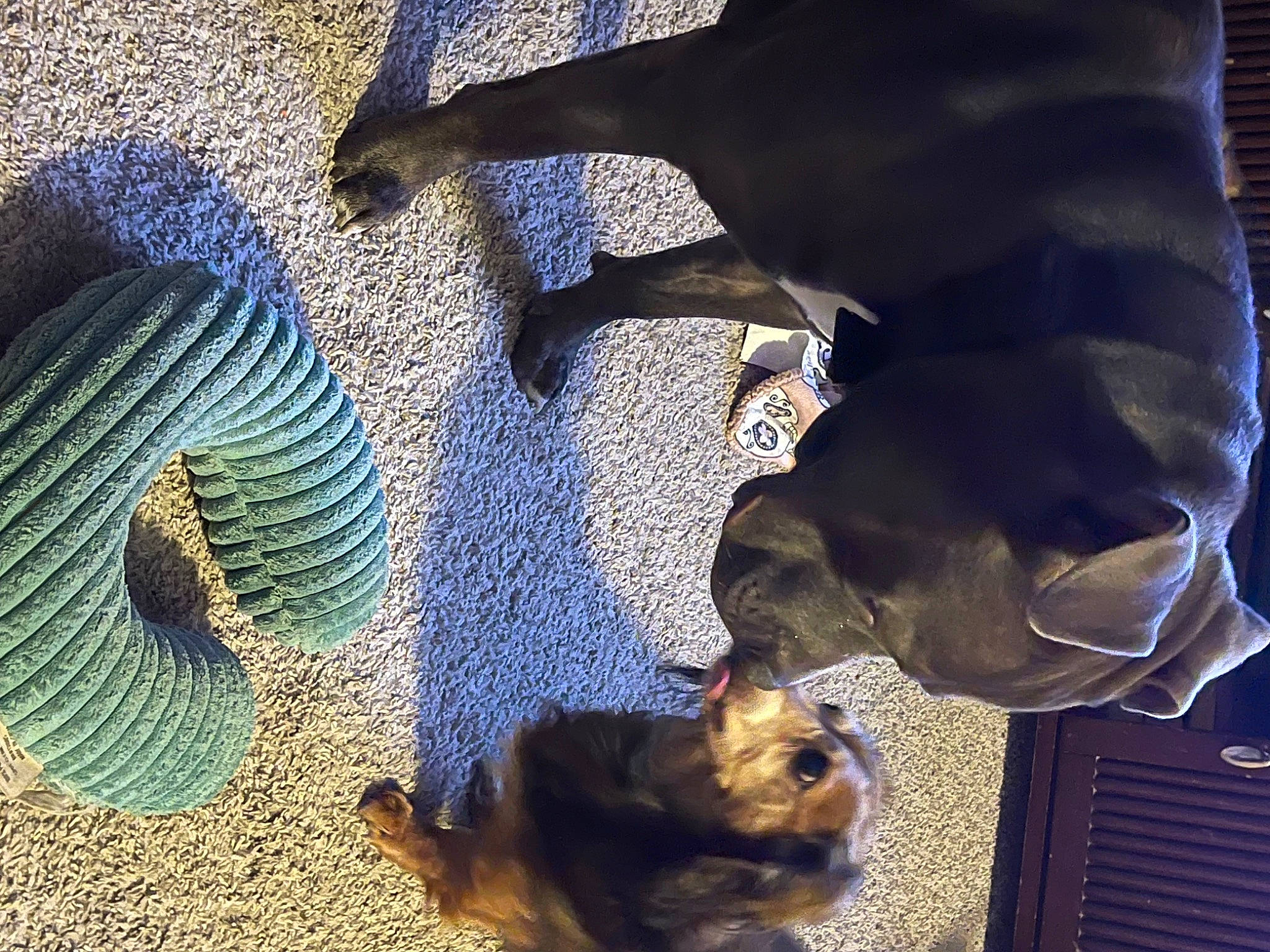 Brutus joined the competition — help win amazing prizes! canidae, carnivore, companion_dog, dog, dog_breed, electric_blue, fawn, fur, guard_dog, pet_supply, rock, shadow, snout, sporting_group, tail, toy_dog, vertebrate, working_animal, working_dog