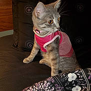 Skitty Kitty is registered to the contest to win money with this photo: cat, kitten, pet, gray_tabby, pink_clothing, bed, blanket, patterned_blanket, indoor, feline, curious, sitting, fur, whiskers, ears, eyes, animal, domestic_animal, cute, small