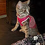 cat, kitten, pet, gray_tabby, pink_clothing, bed, blanket, patterned_blanket, indoor, feline, curious, sitting, fur, whiskers, ears, eyes, animal, domestic_animal, cute, small